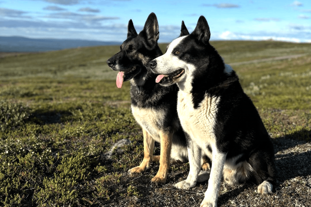 Die Hunde von Charlotta Oskarsson: Der weiße biss ihr im Jahr 2023 ins Gesicht.