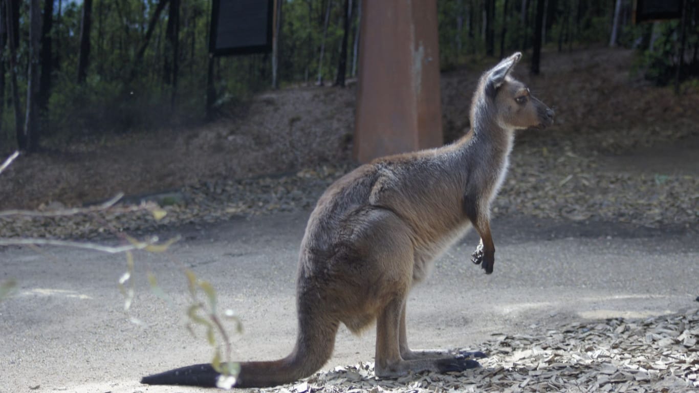 Kängurus in Australien