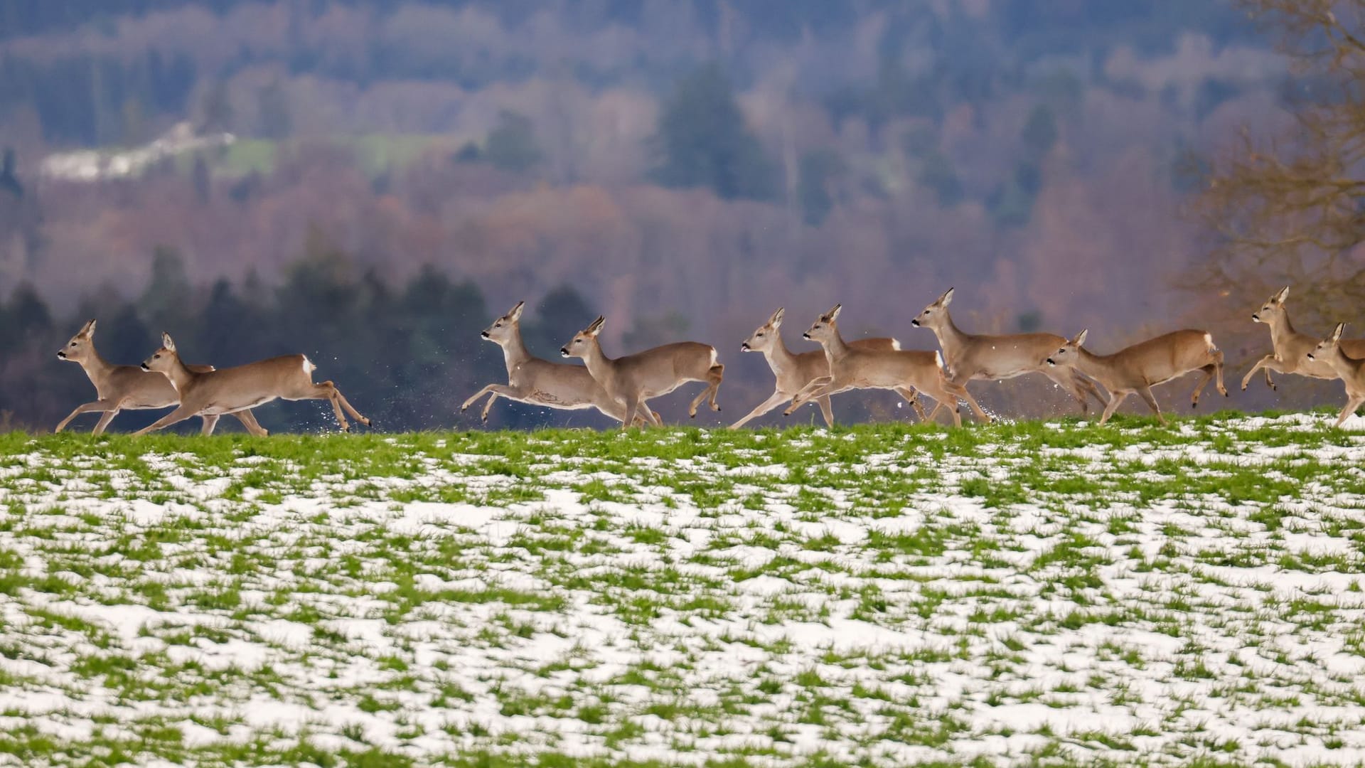 Rehe in Baden-Württemberg