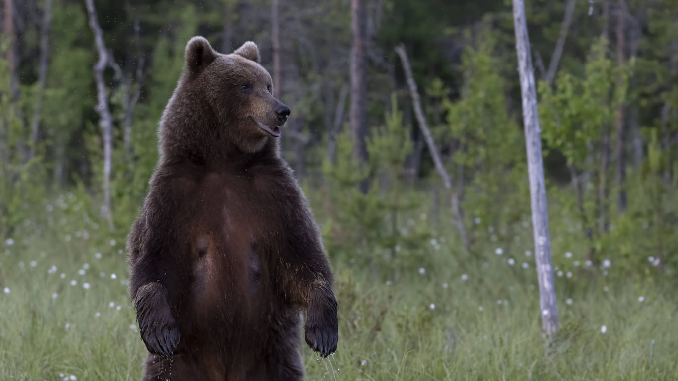 Ein Braunbär (Archivbild): In den USA soll ein mutmaßlicher Mörder einen Bärenangriff fingiert haben.