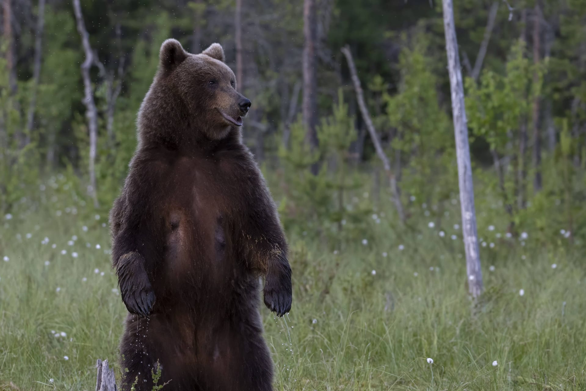 Ein Braunbär (Archivbild): In den USA soll ein mutmaßlicher Mörder einen Bärenangriff fingiert haben.