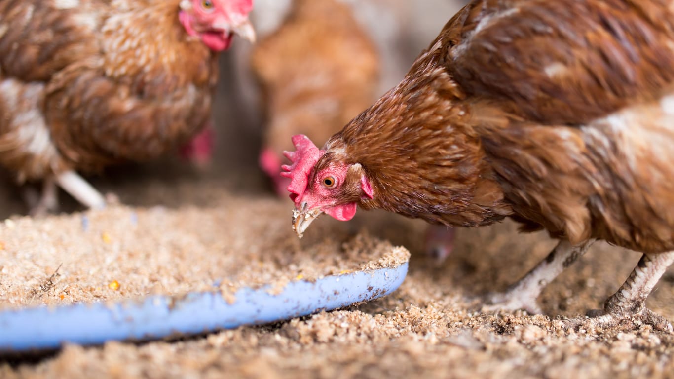 Geflügelfarmen: Über 200.000 Tiere in Österreich von Vogelgrippe betroffen.