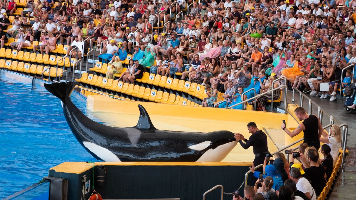 Teneriffa: Ein Orca zeigt bei einer Show vor Touristen seine erlernten Kunststücke.