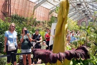 Riesig: Die "Leichenblume" Amorphophallus Titanum ist eine auf Sumatra heimische Pflanze. Sie bringt den größten unverzweigten Blütenstand im Pflanzenreich hervor.