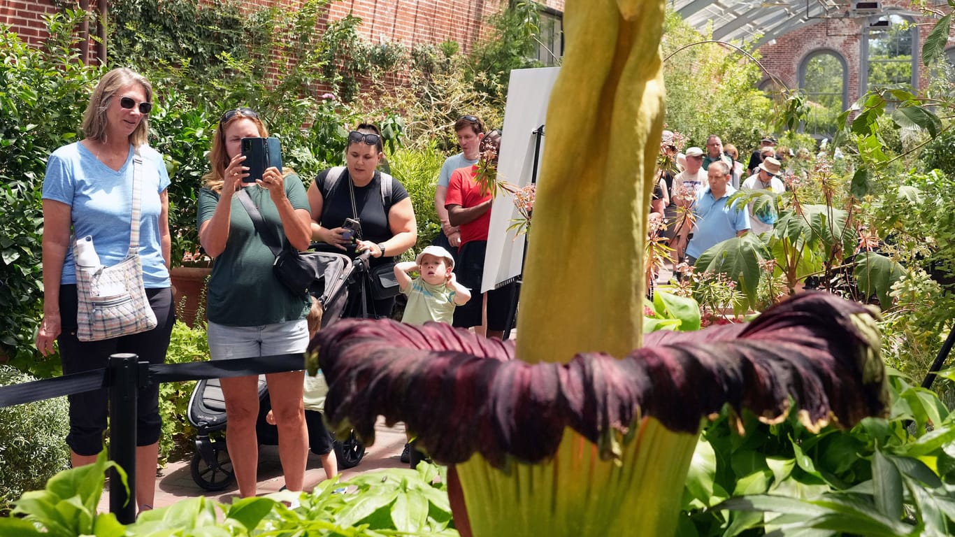 Riesig: Die "Leichenblume" Amorphophallus Titanum ist eine auf Sumatra heimische Pflanze. Sie bringt den größten unverzweigten Blütenstand im Pflanzenreich hervor.