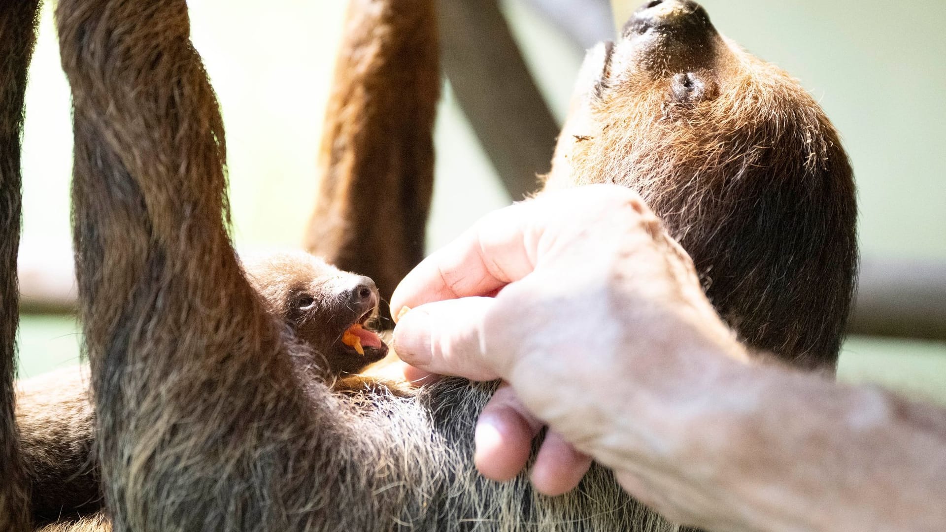 Ein Tierpfleger im Zoo Dresden füttert das Jungtier des Faultier-Weibchens Marlies: Das Geschlecht ließ sich noch nicht feststellen.