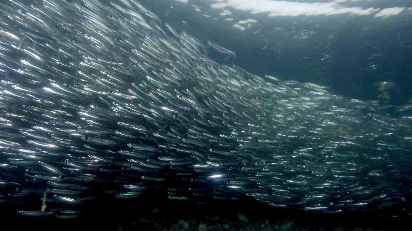 Lodden (Archivbild): Die Fische sind auch als Kapelan bekannt, sie schwimmen in großen Schwärmen im Arktischen Ozean.