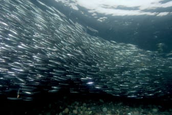 Lodden (Archivbild): Die Fische sind auch als Kapelan bekannt, sie schwimmen in großen Schwärmen im Arktischen Ozean.