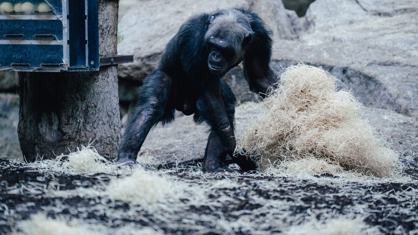 Neugierig: Schimpansen brauchen Zeit, um sich an ein neues Umfeld zu gewöhnen.