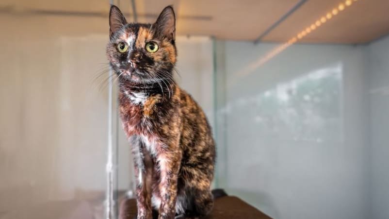 Katze "Matilda": Sie kam als Fundkatze ins Tierheim – doch niemand vermisst sie.