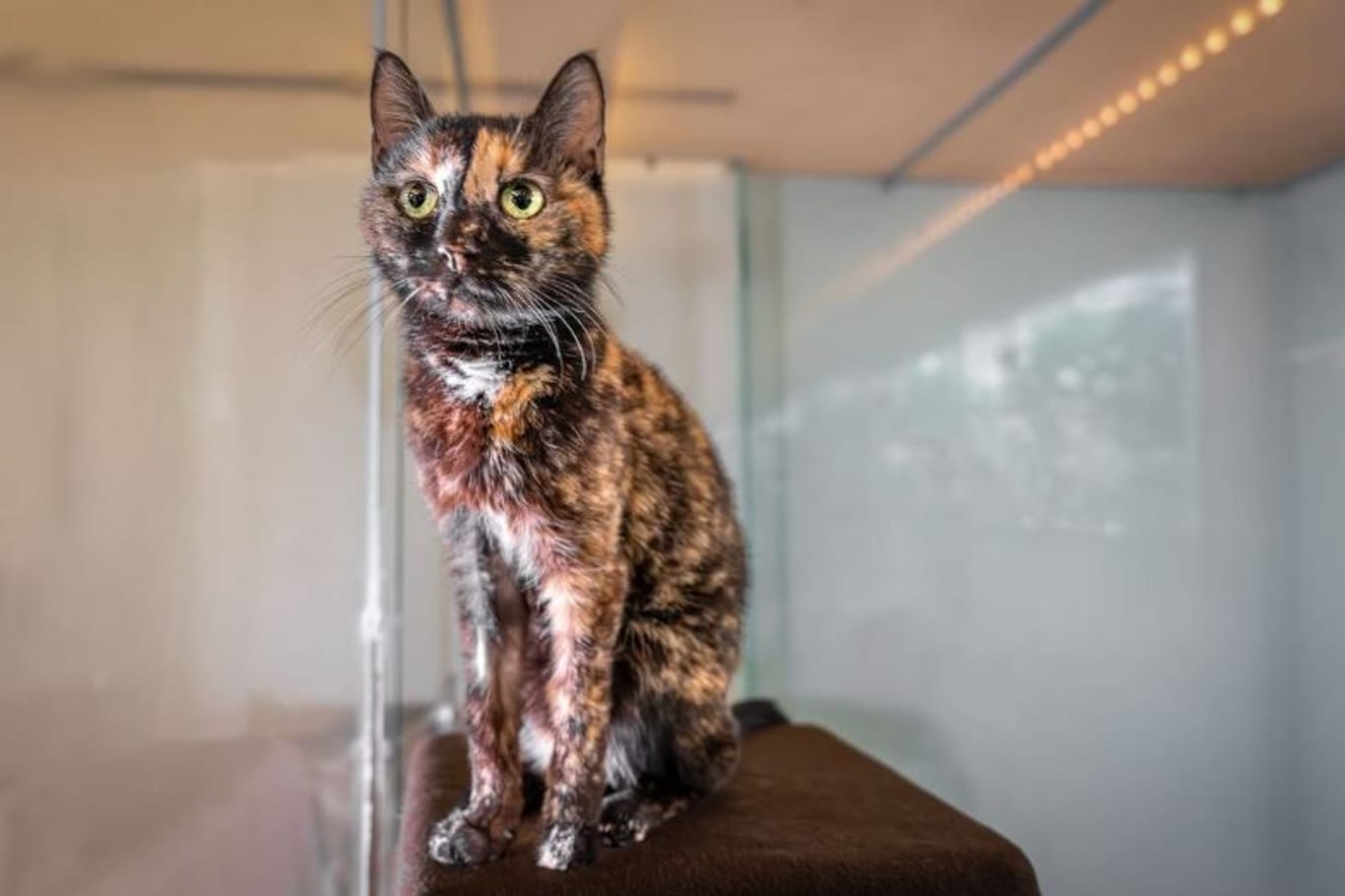 Katze "Matilda": Sie kam als Fundkatze ins Tierheim – doch niemand vermisst sie.