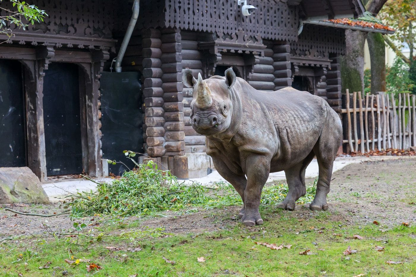 Nashorn-Kuh "Hazina" auf der Außenanlage: Das neue Tier gewöhnt sich gut ein.