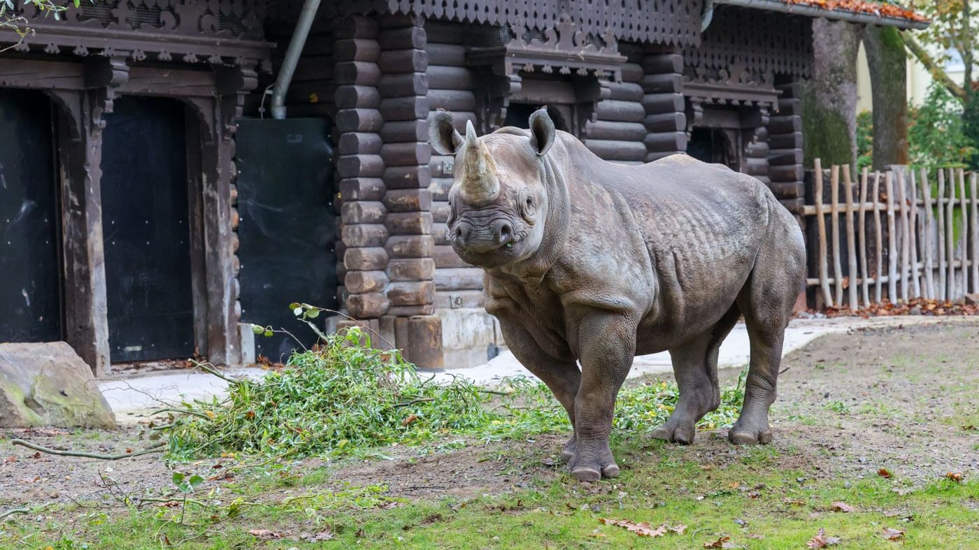 Nashorn-Kuh "Hazina" auf der Außenanlage: Das neue Tier gewöhnt sich gut ein.