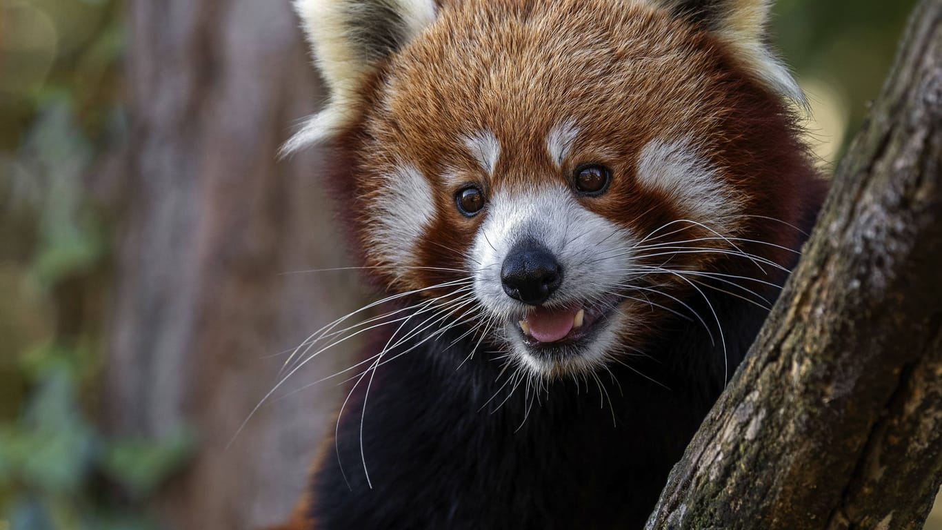 Kleiner Panda (Symbolbild): Die Rettungsaktion läuft.