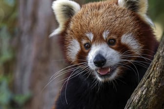 Kleiner Panda (Symbolbild): Die Rettungsaktion läuft.