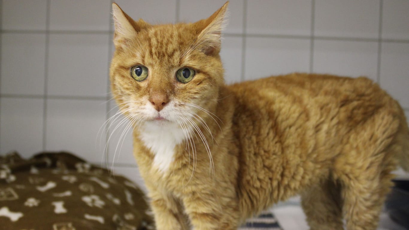 Kasper im Tierheim: Der Kater sucht ein neues Zuhause.