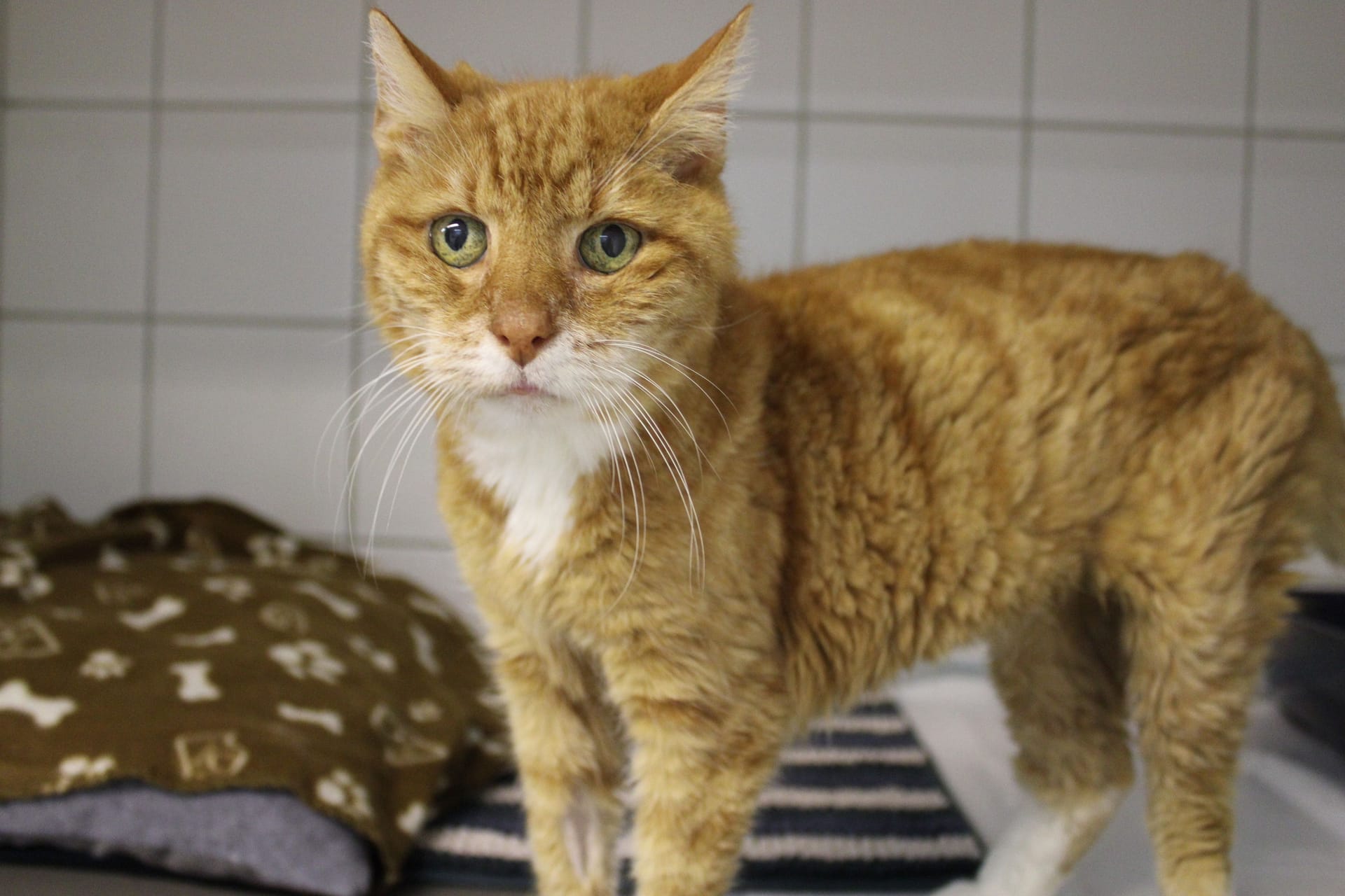 Kasper im Tierheim: Der Kater sucht ein neues Zuhause.