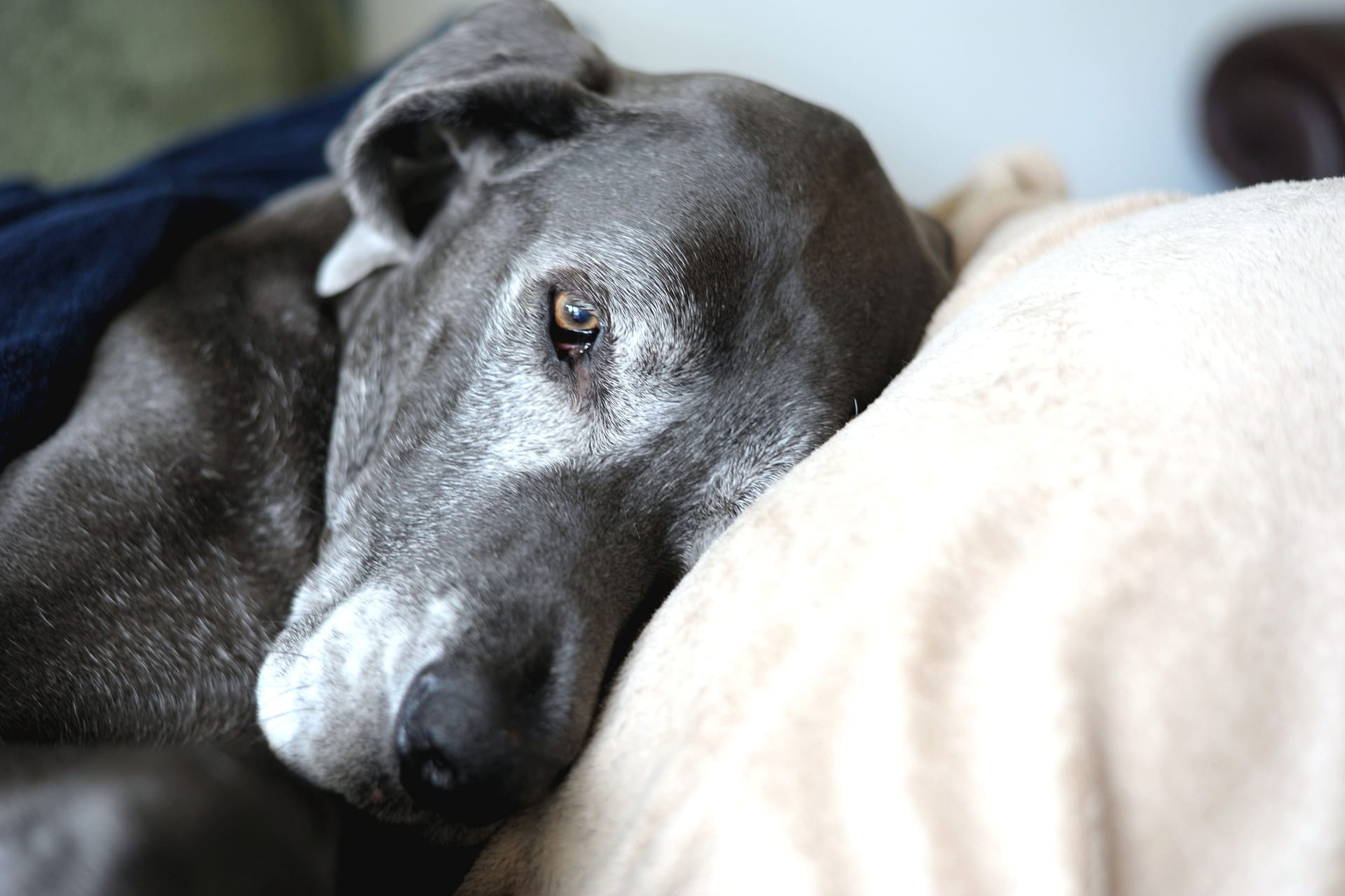 Ein kranker Hund (Symbolbild): Das Tierheim Burgdorf teilte mit, dass ein ehemaliger Bewohner gestorben ist.