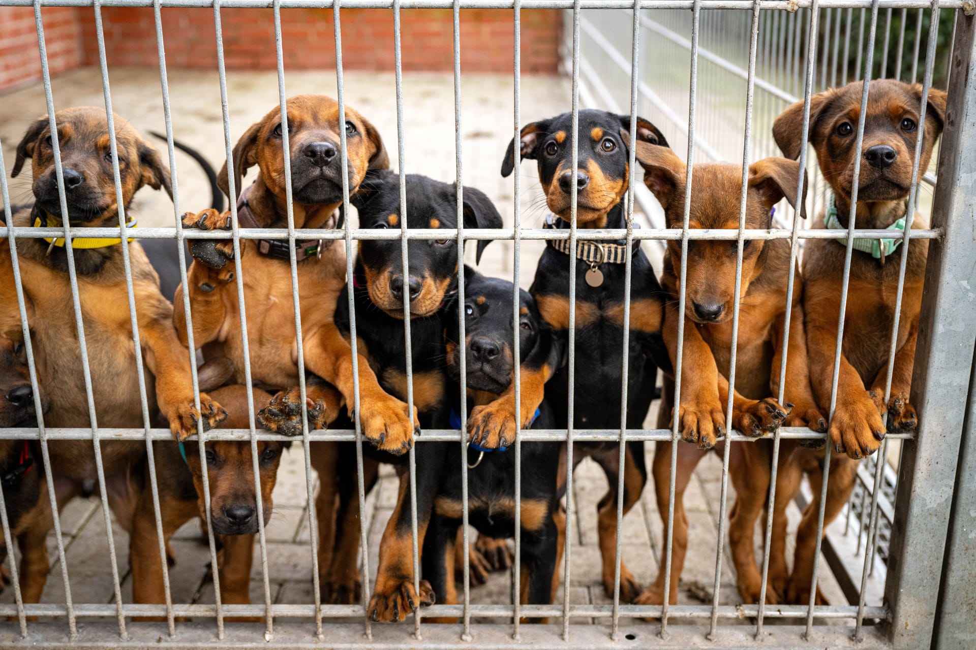 Hunde im Bremer Tierheim: Eine riesige Futterspende hat die felligen Bewohner erreicht.