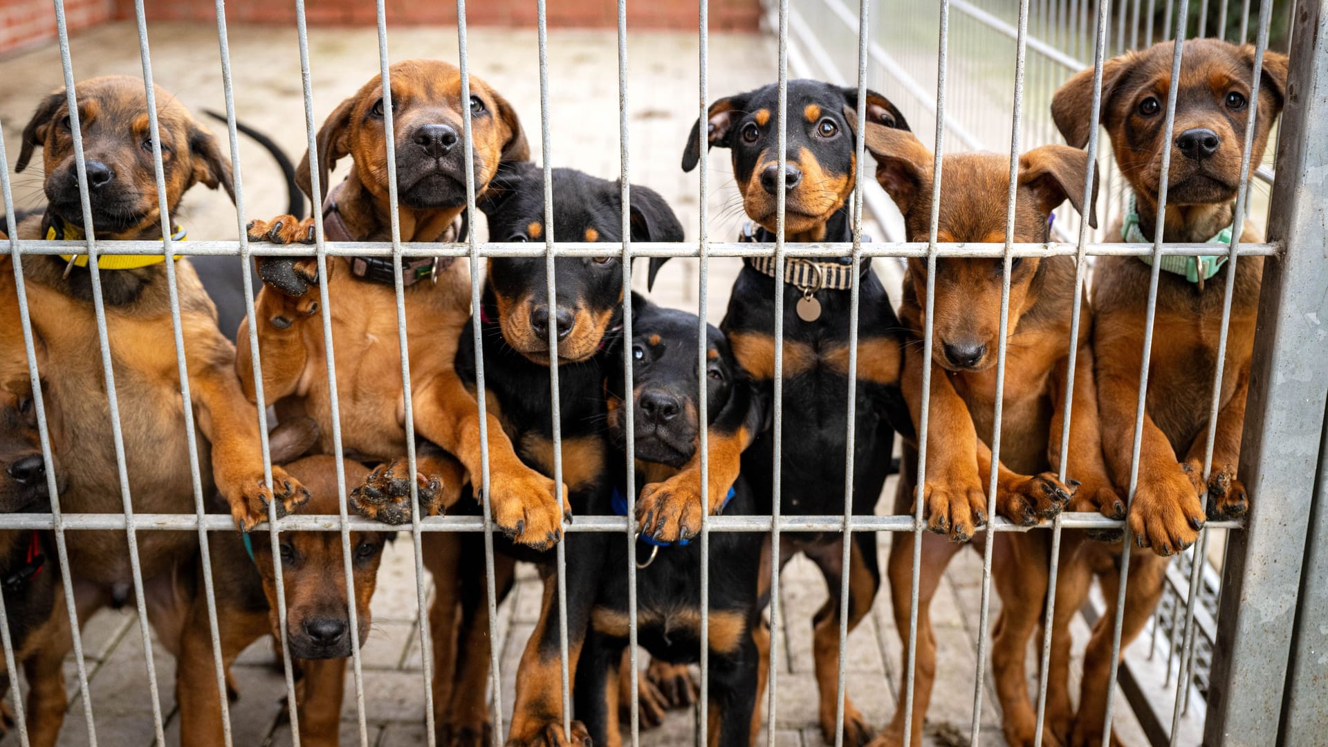 Hunde im Bremer Tierheim: Eine riesige Futterspende hat die felligen Bewohner erreicht.