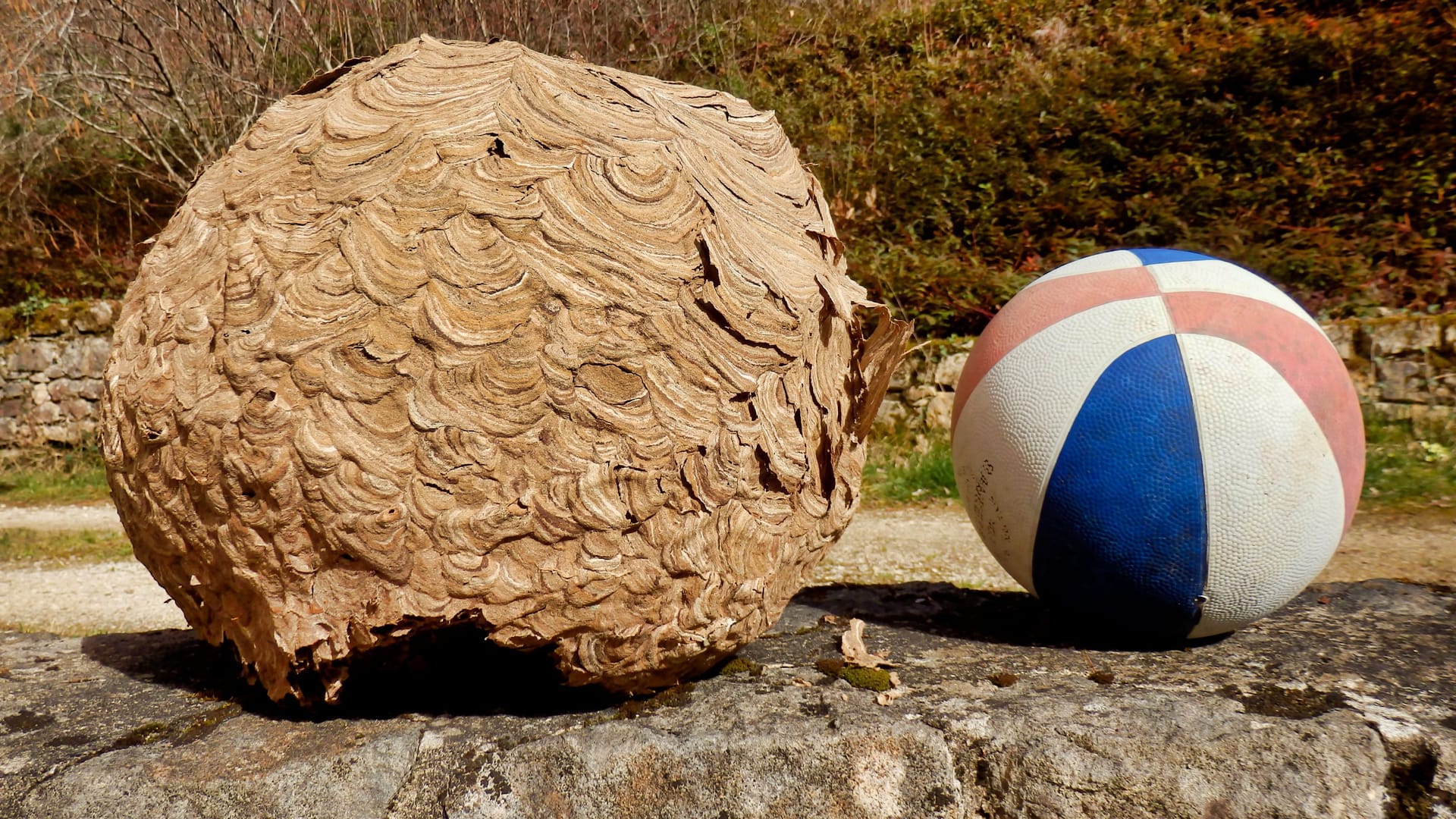 Ein Nest der asiatischen Hornisse (Symbolbild): Hier im Vergleich zu einem Fußball.