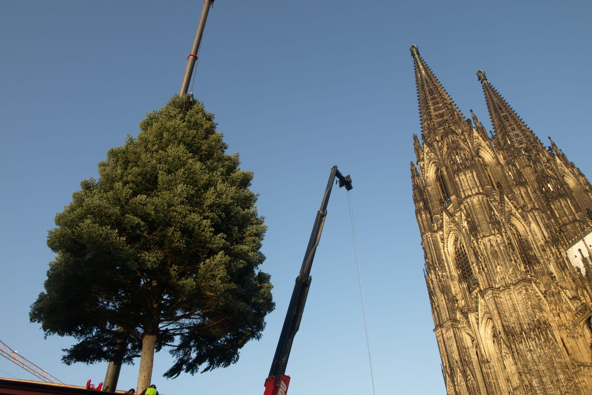 Der Weihnachtsbaum am Roncalliplatz wird aufgestellt (Symbolbild): Der Baum bildet den Mittelpunkt des Weihnachtsmarktes am Dom.