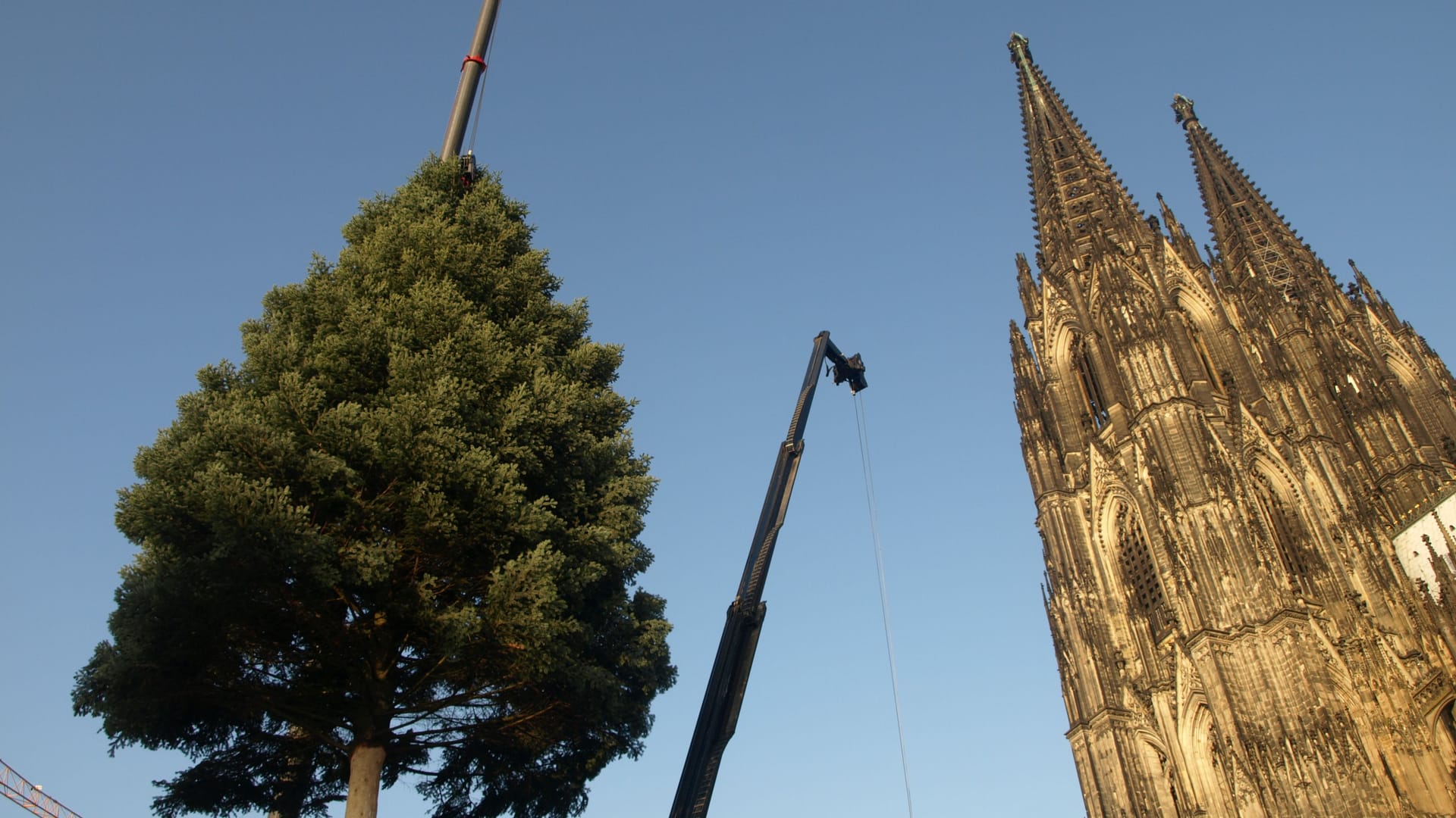 Der Weihnachtsbaum am Roncalliplatz wird aufgestellt (Symbolbild): Der Baum bildet den Mittelpunkt des Weihnachtsmarktes am Dom.