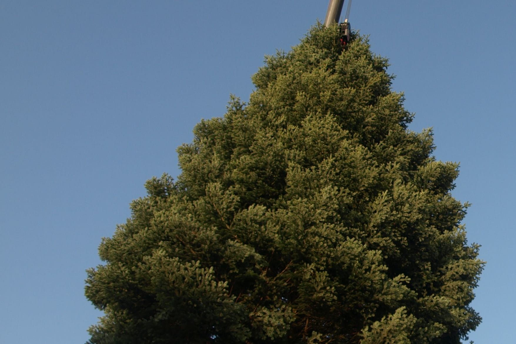 Der Weihnachtsbaum am Roncalliplatz wird aufgestellt (Symbolbild): Der Baum bildet den Mittelpunkt des Weihnachtsmarktes am Dom.