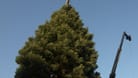 Der Weihnachtsbaum am Roncalliplatz wird aufgestellt (Symbolbild): Der Baum bildet den Mittelpunkt des Weihnachtsmarktes am Dom.