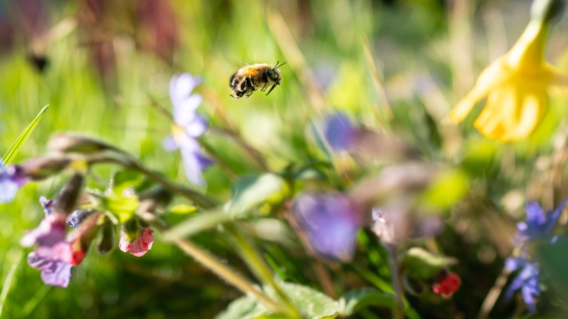 Eine Wildbiene in einem Frankfurter Vorgarten