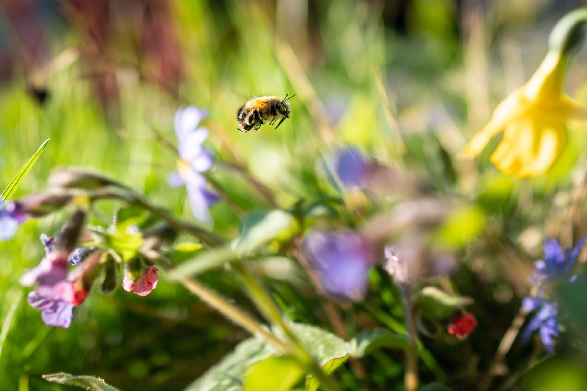 Eine Wildbiene in einem Frankfurter Vorgarten