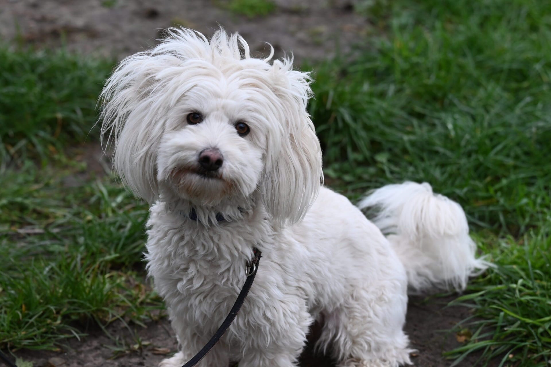 Pamuk (Archivbild): Der junge Hund sucht ein neues Zuhause.