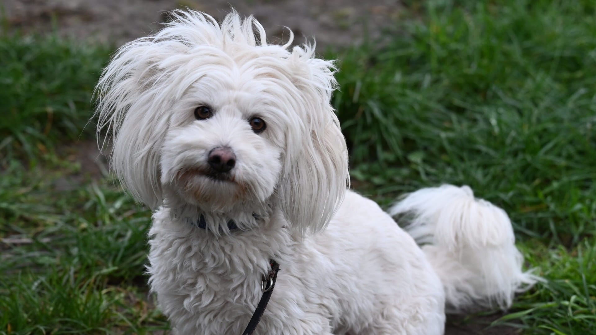 Pamuk (Archivbild): Der junge Hund sucht ein neues Zuhause.