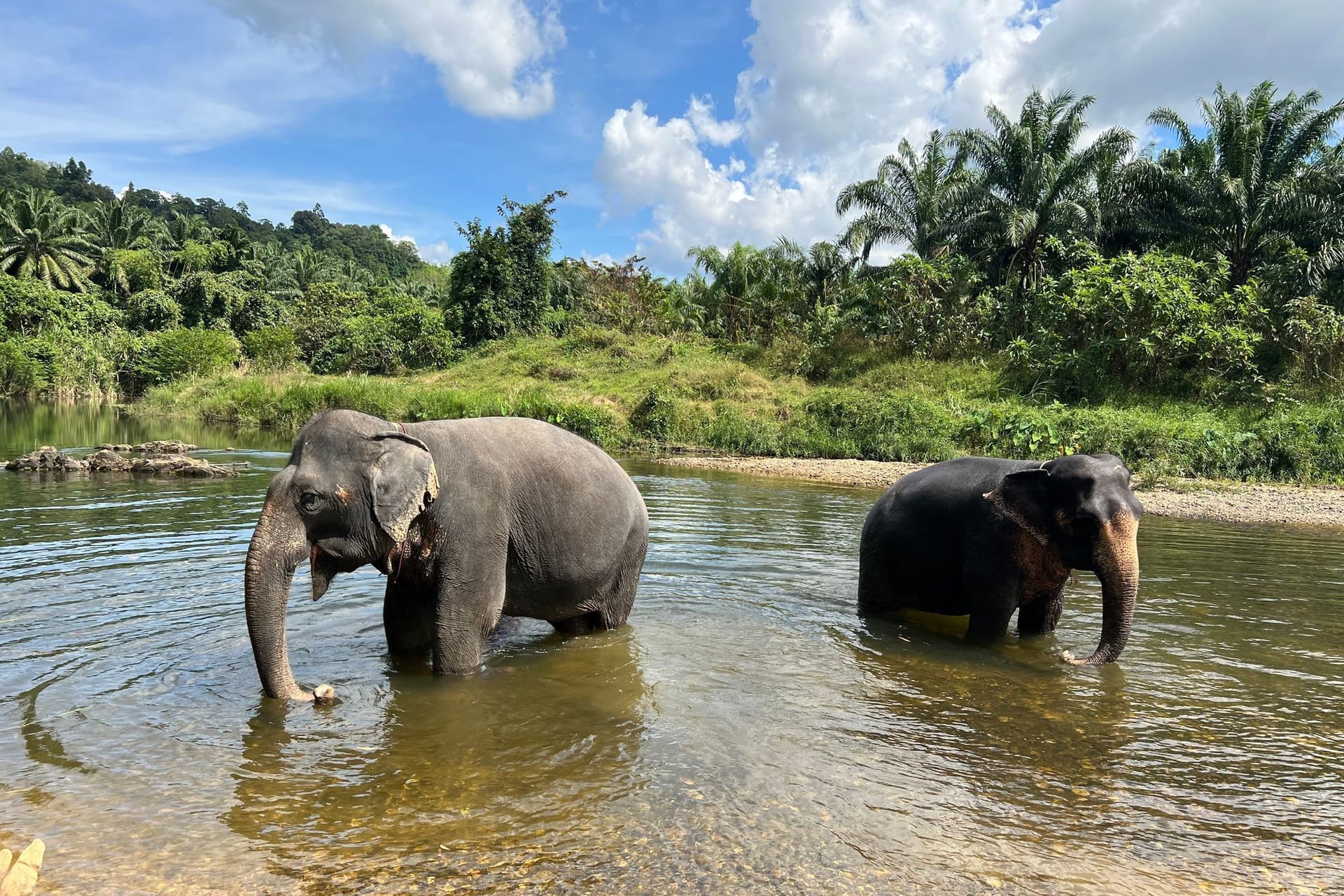 Elefanten in Thailand