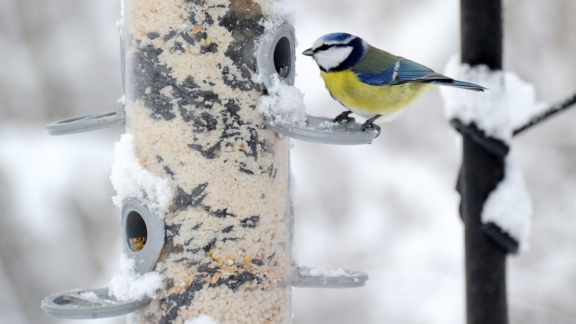 Vogelfütterung im Winter