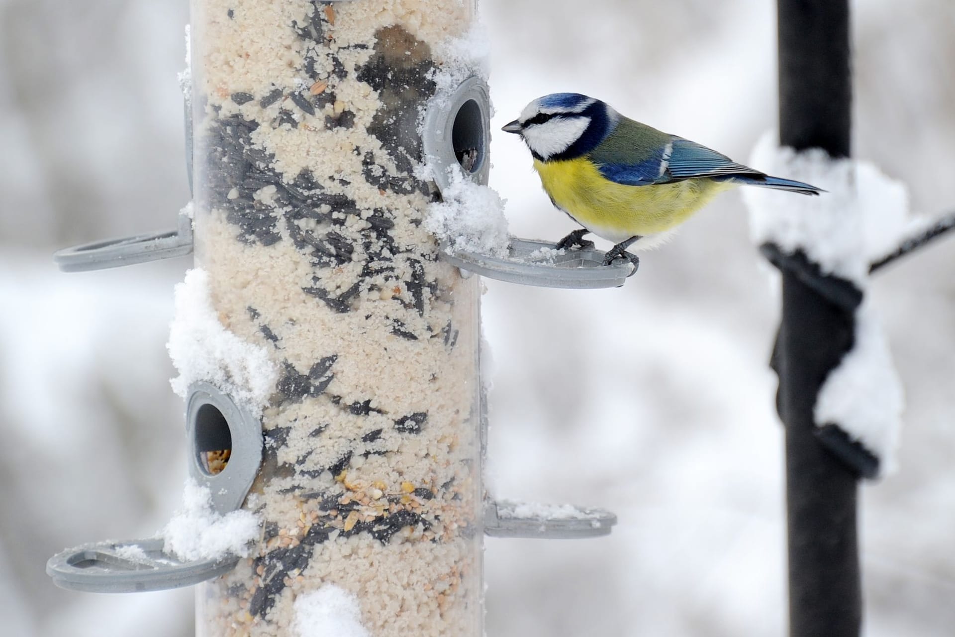 Vogelfütterung im Winter