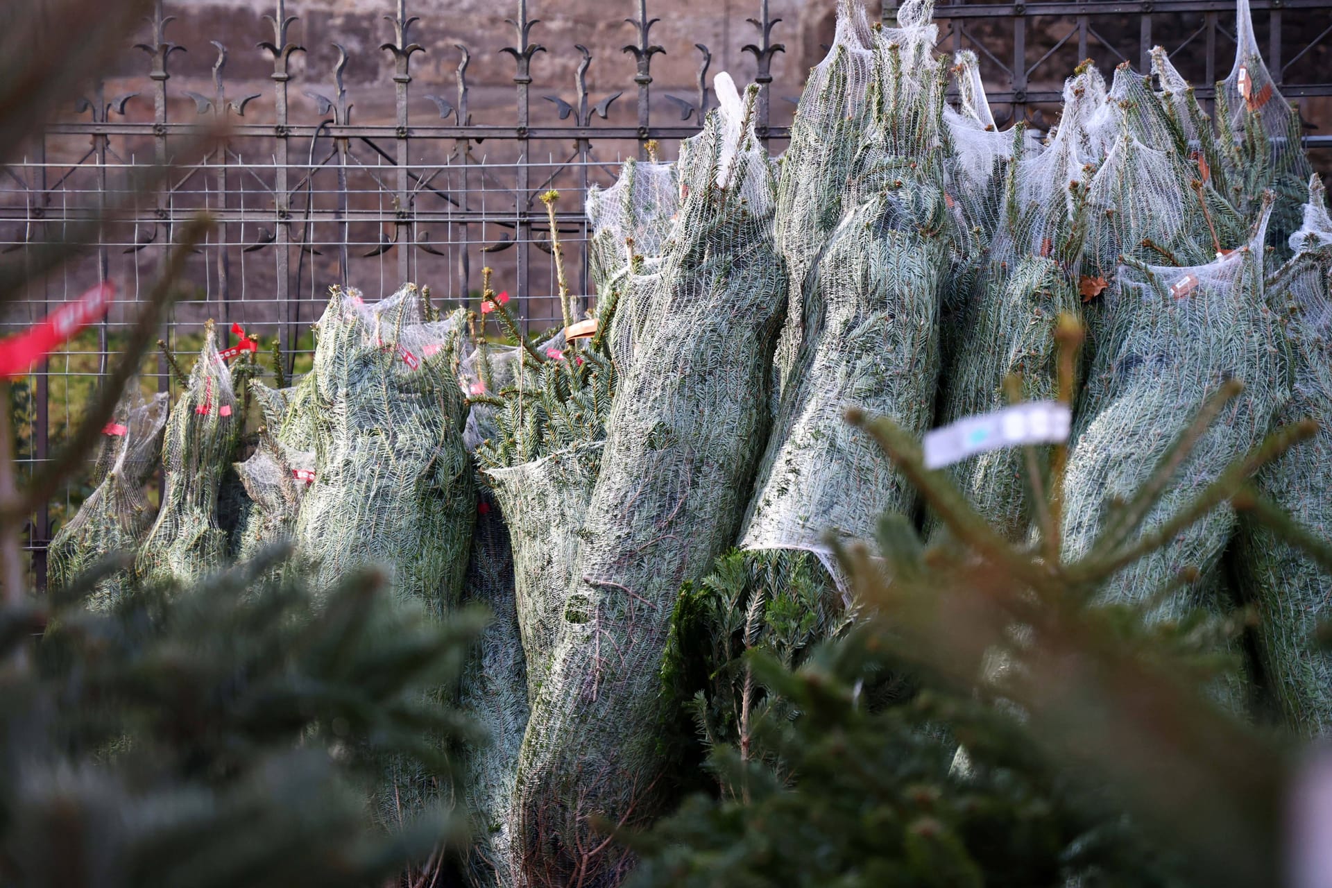 Weihnachtsbaumverkauf (Symbolfoto): Der Weihnachtsmarkt Santa Pauli verschenkt seine Tannen.