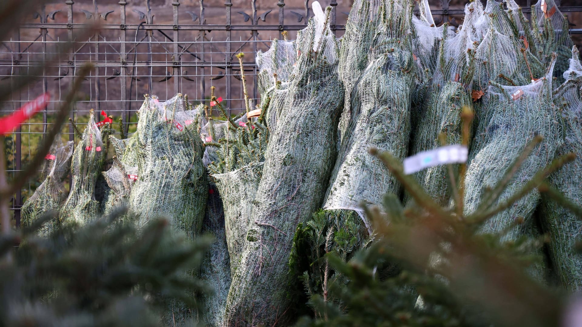 Weihnachtsbaumverkauf (Symbolfoto): Der Weihnachtsmarkt Santa Pauli verschenkt seine Tannen.