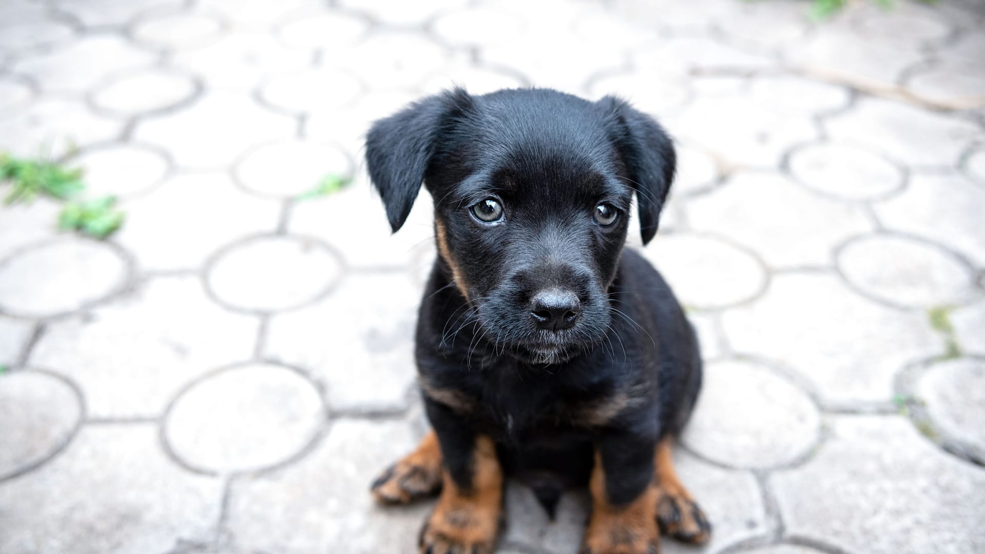 Ein Hundewelpe schaut in die Kamera: Das Tierheim Burgdorf hat mehrere Welpen aufgenommen.