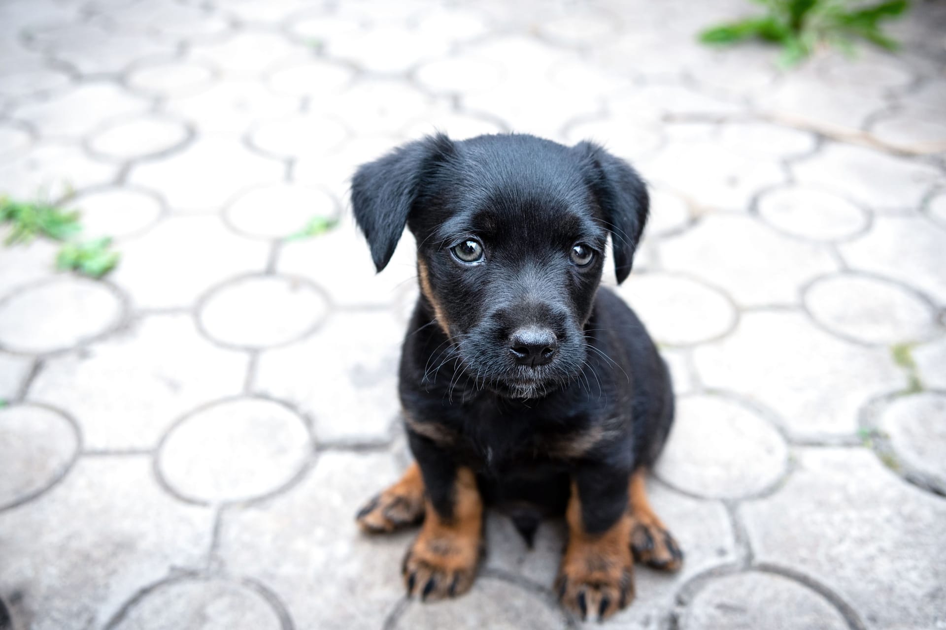 Ein Hundewelpe schaut in die Kamera: Das Tierheim Burgdorf hat mehrere Welpen aufgenommen.