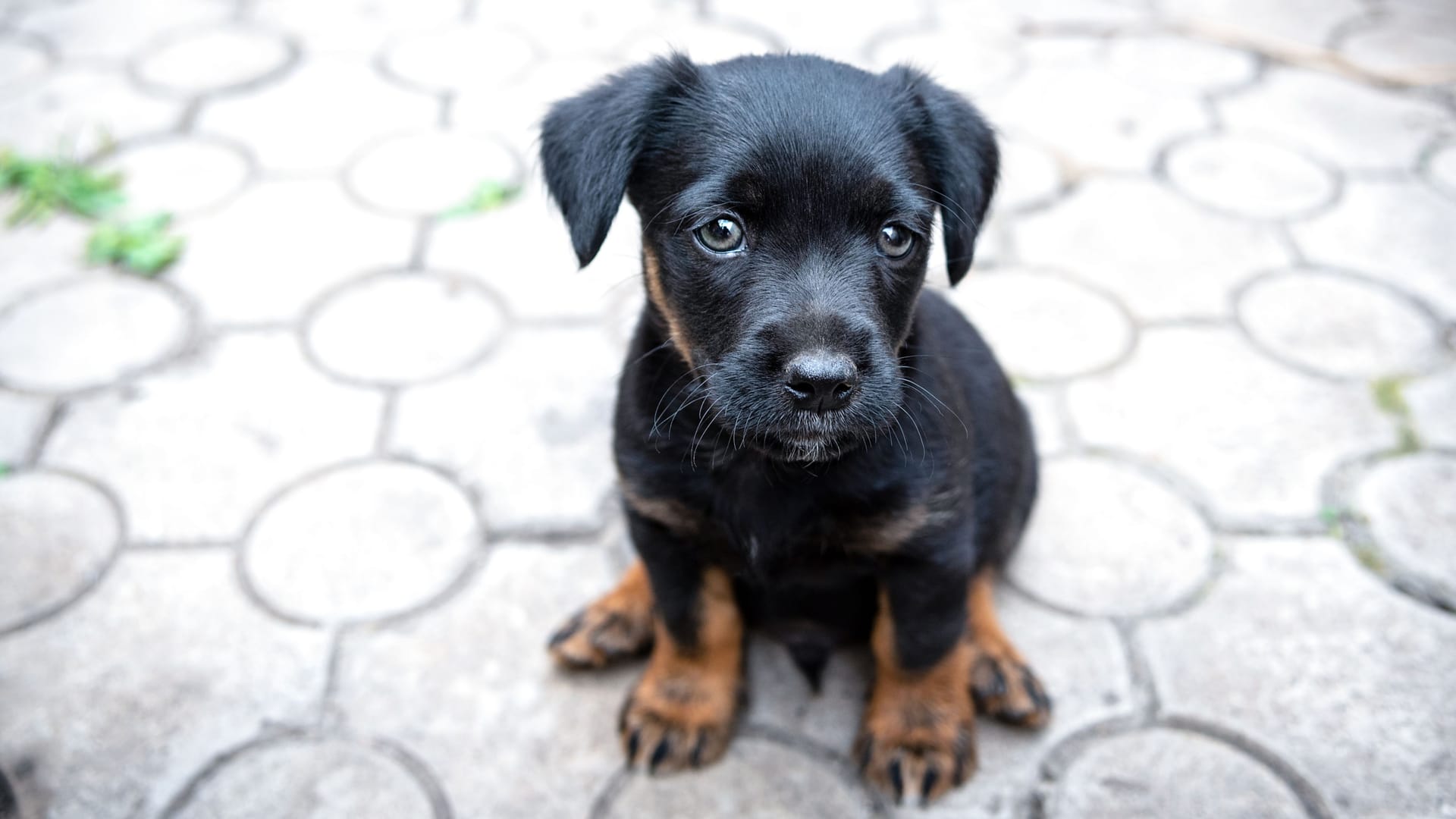 Ein Hundewelpe schaut in die Kamera: Das Tierheim Burgdorf hat mehrere Welpen aufgenommen.