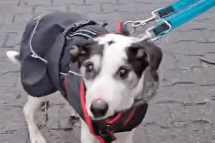 Für Hund Gustav wurde von seinen Besitzern im Müll entsorgt. Durch die Hilfe des Essener Tierheims gab es jetzt ein Happy End für ihn.