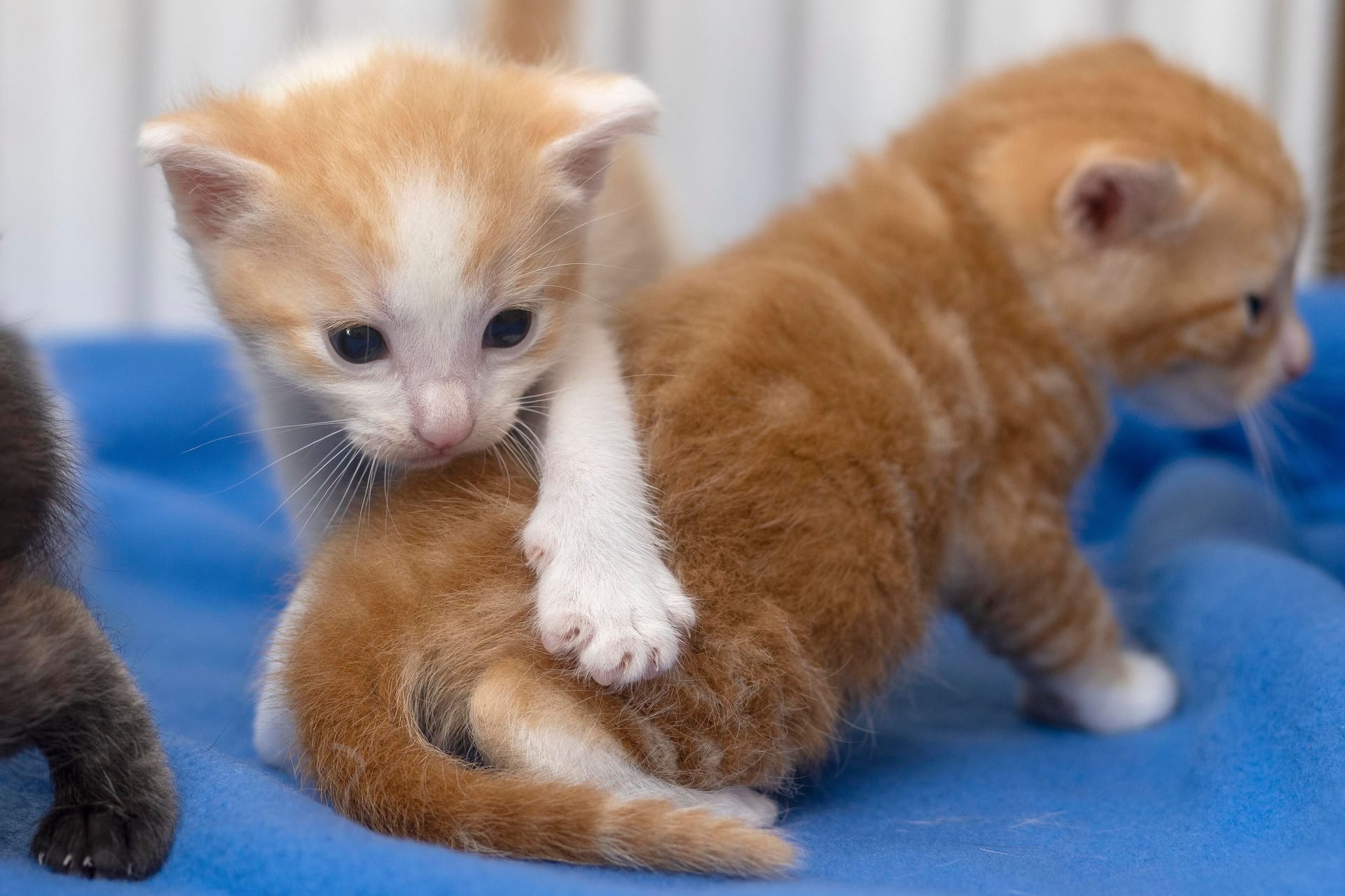 Kleine Katzen in einem Tierheim (Symbolfoto): Die Betreiber der Bremerhavener Einrichtung suchen weitere Tiere des Züchters.