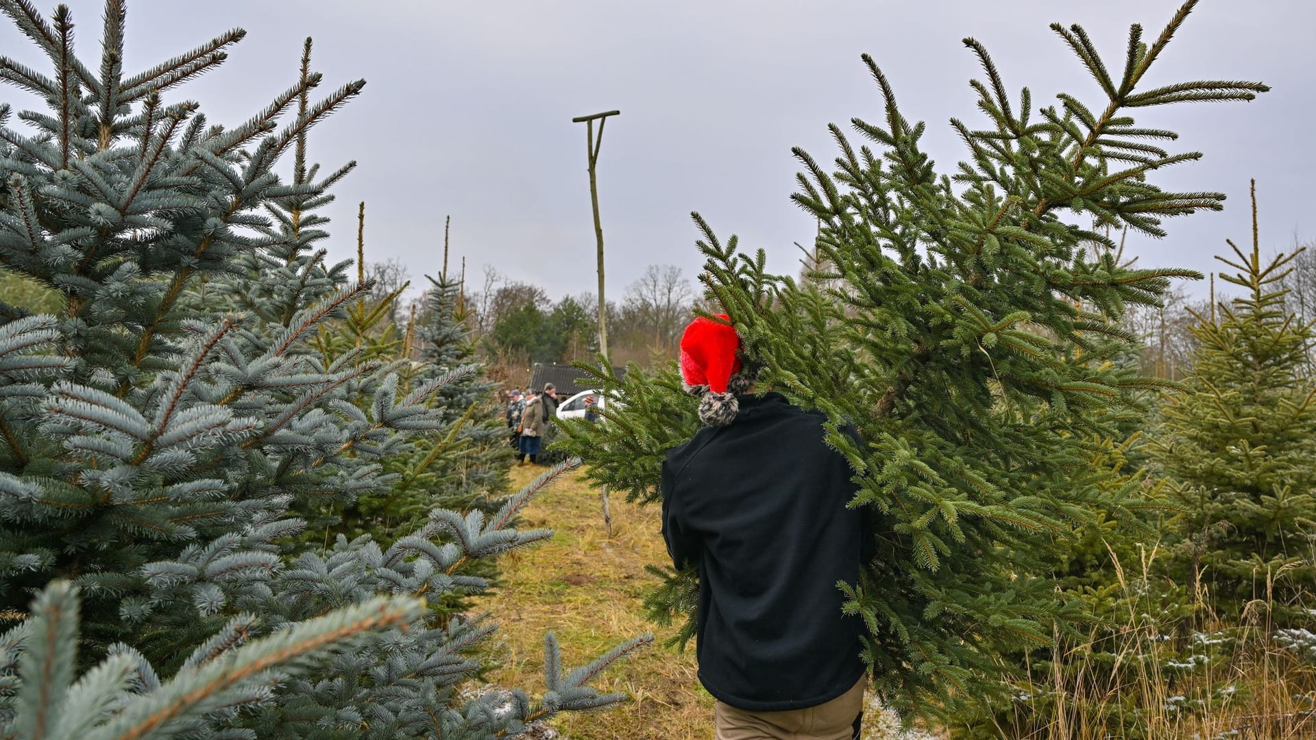 Regionale Weihnachtsbäume