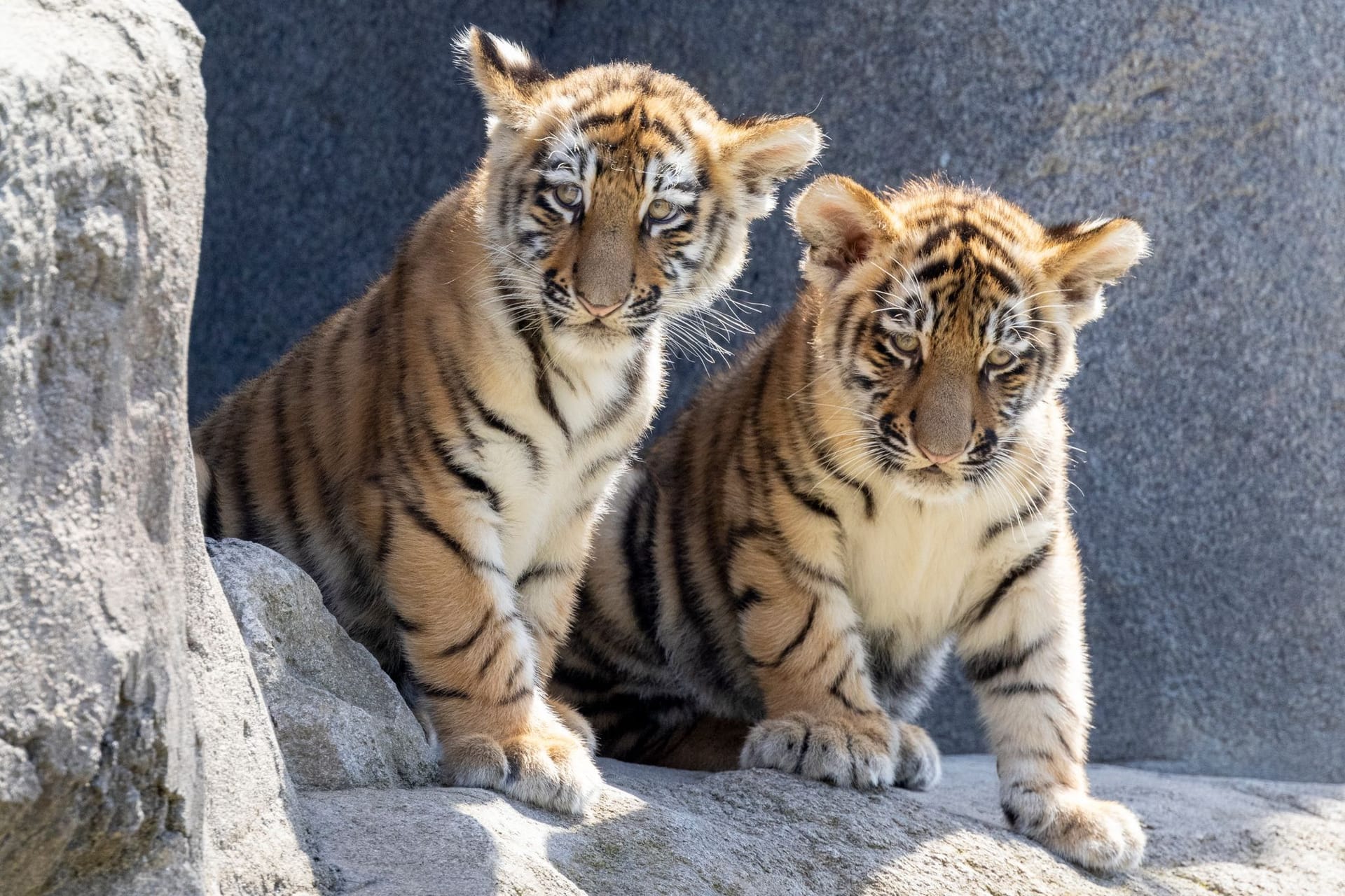 Im Zoo in Köln gab es erstmals seit elf Jahren zwei Jungtiere bei den Amurtigern. (Archivbild). Im Zoo in Köln gab es erstmals seit elf Jahren zwei Jungtiere bei den Amurtigern. (Archivbild).