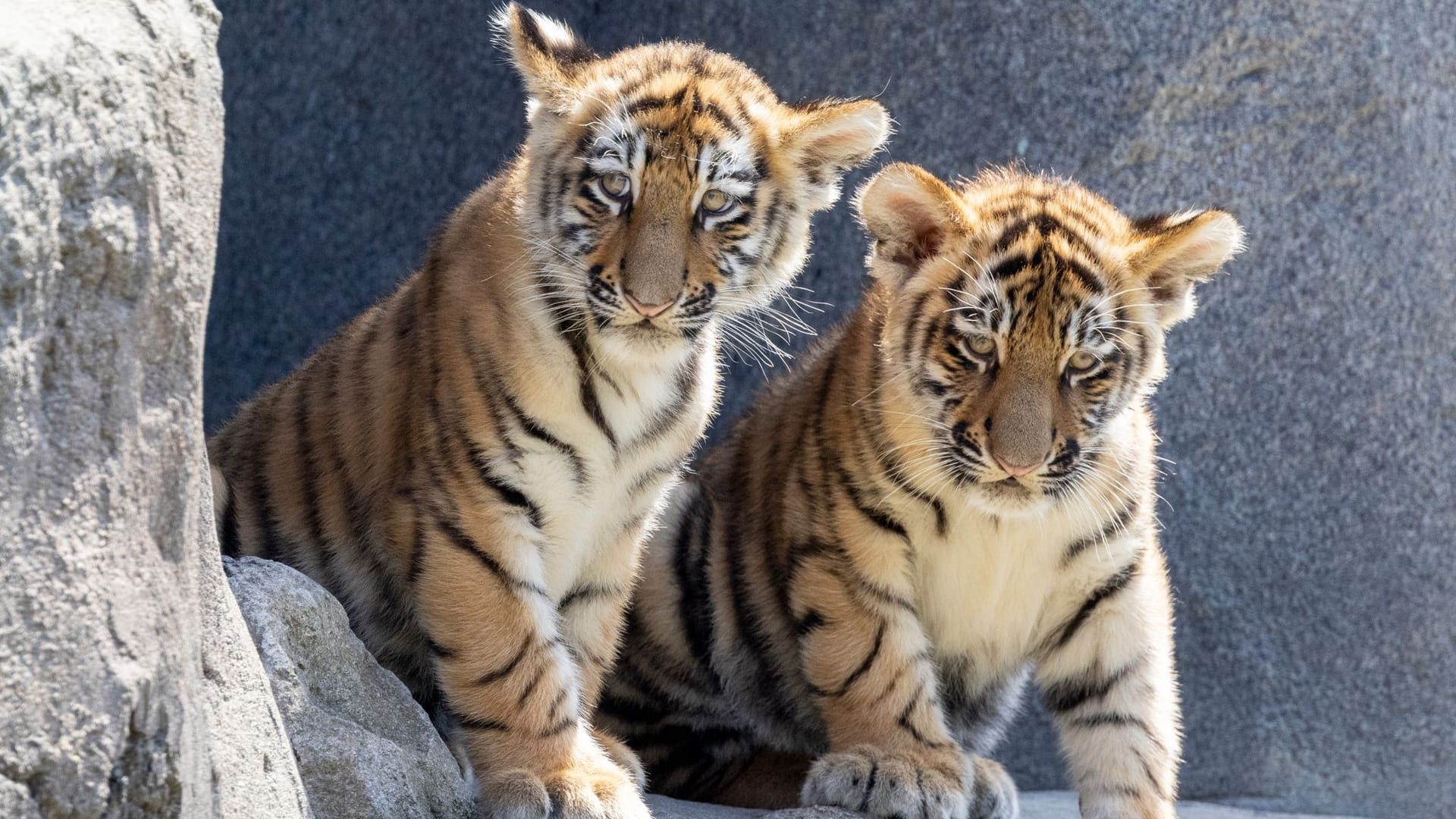 Im Zoo in Köln gab es erstmals seit elf Jahren zwei Jungtiere bei den Amurtigern. (Archivbild).