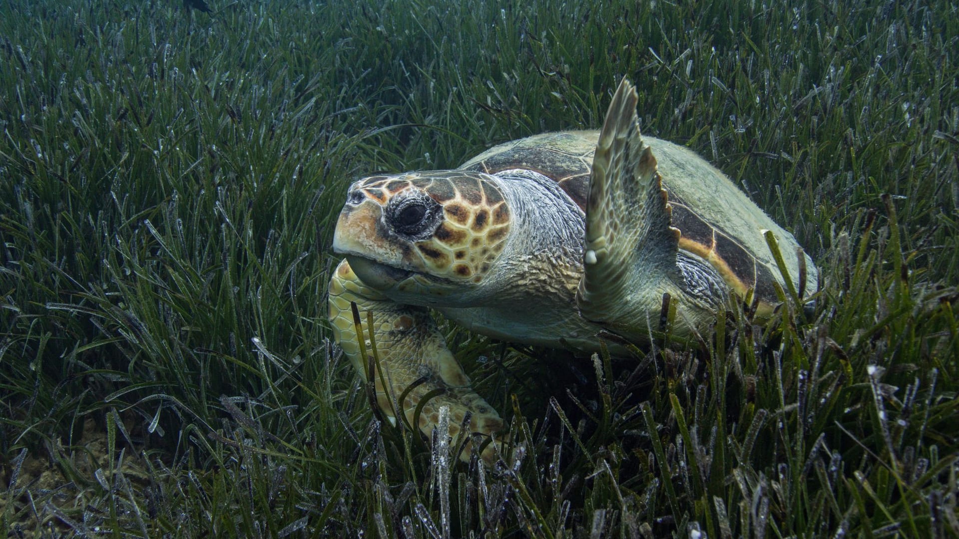 WWF-Bericht