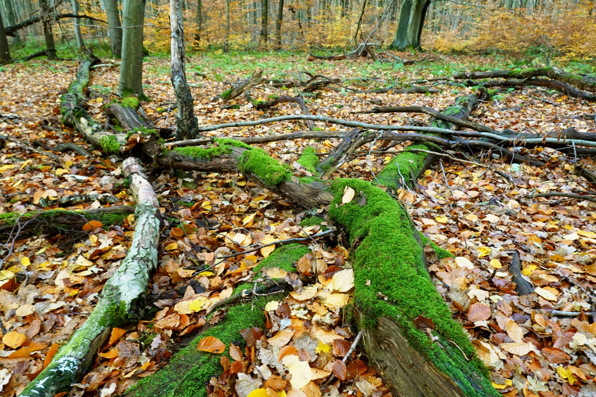 Wald bei Hannover (Symbolbild): Der Hochsitz befindet sich in der Nähe von Wettmar (Region Hannover).