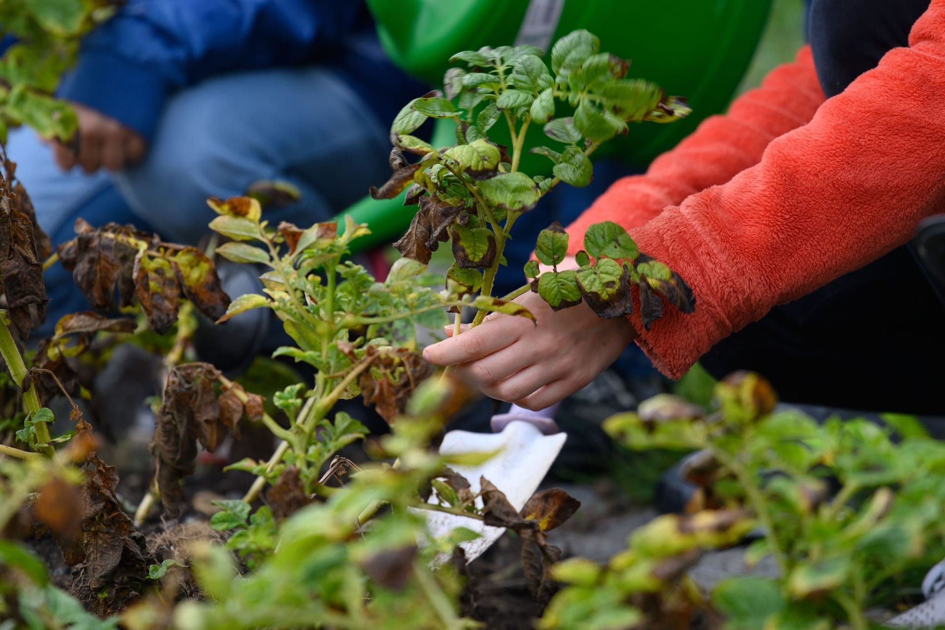 Schulgartenprojekt in Sachsen-Anhalt