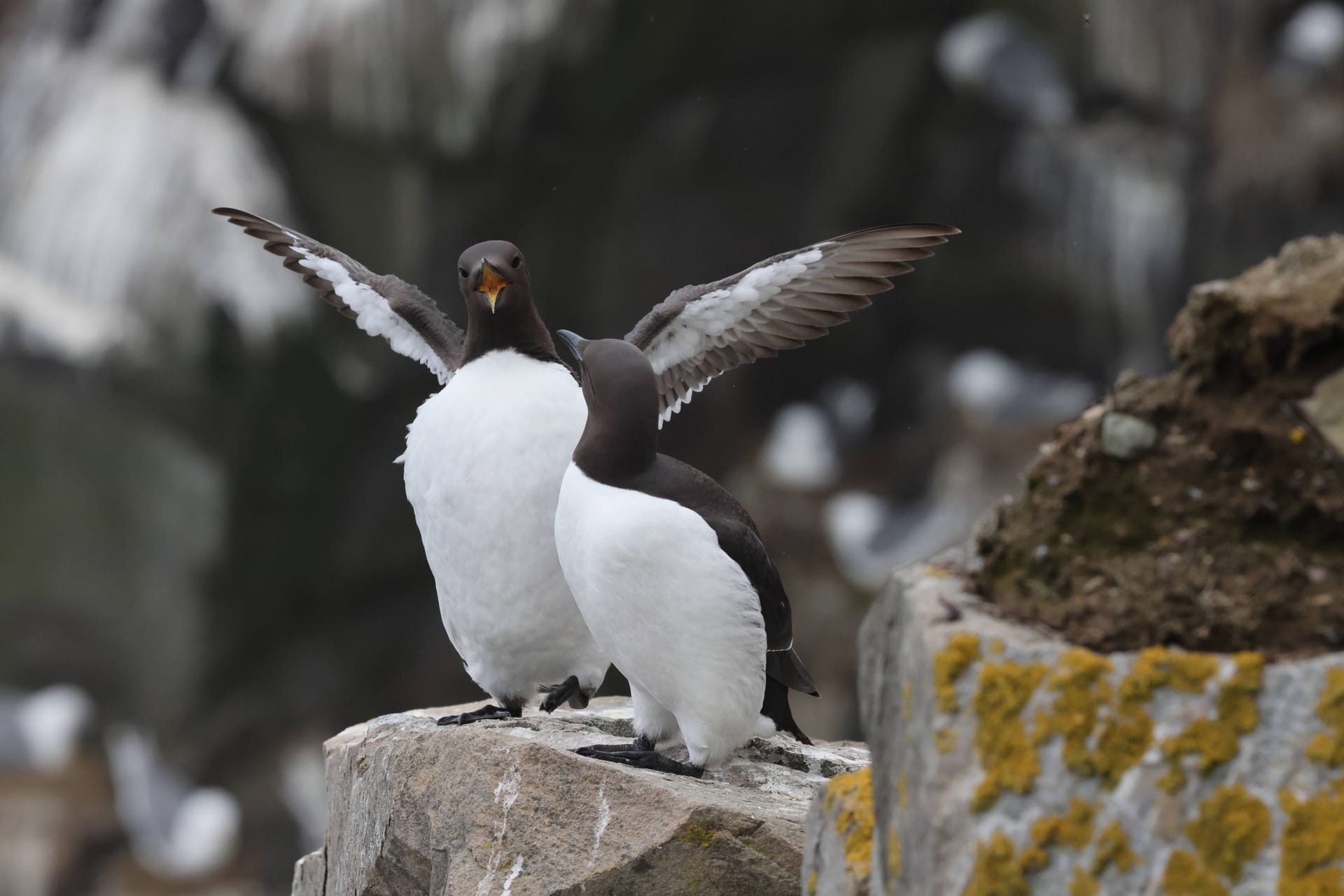 Ein Trottellummen-Paar: Der Meeresvogel kommt nur zum Brüten an Land. Beim ersten Hinsehen erinnert sein Gefieder an das eines Pinguins.